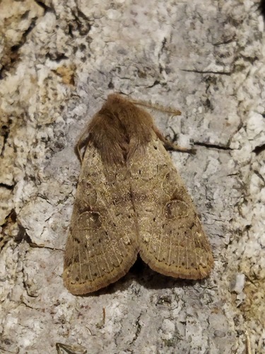 Common Quaker photo 3