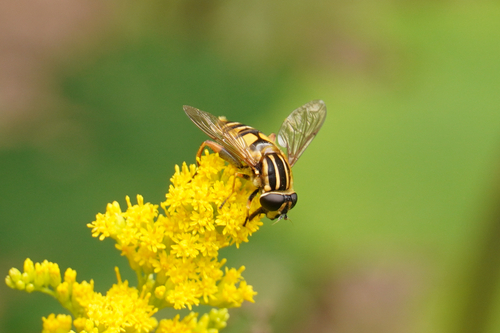 Sun Fly, photo 2 of 8