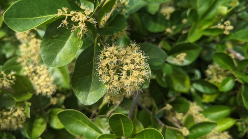 Pisonia aculeata iNat (2)