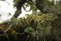 Aporocactus flagelliformis