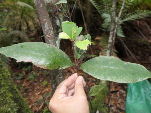 Image of Quintinia sieberi by (c) Rafael Medina, some rights reserved (CC BY)