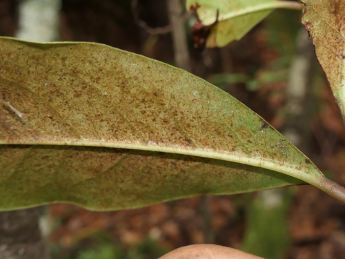 Image of Quintinia sieberi by (c) Rafael Medina, some rights reserved (CC BY)