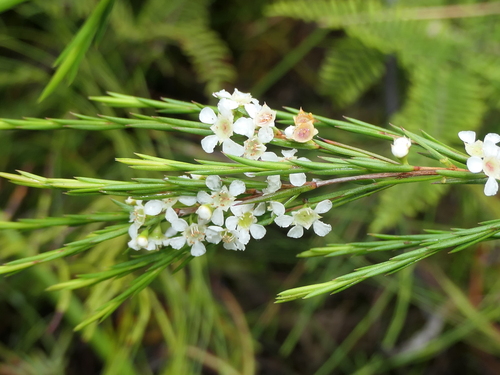 Image of Baeckea linifolia by (c) Rafael Medina, some rights reserved (CC BY)