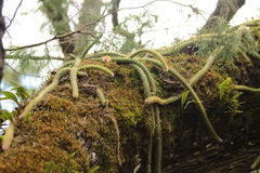 Aporocactus flagelliformis