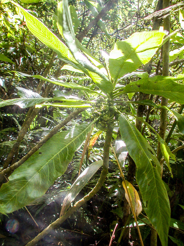 Cyanea kauaulaensis