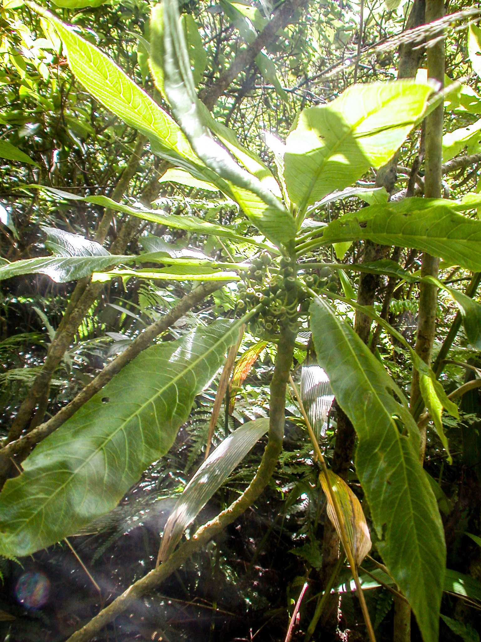 Cyanea kauaulaensis