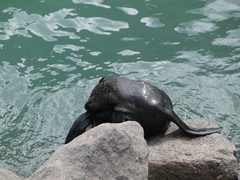 Arctocephalus australis