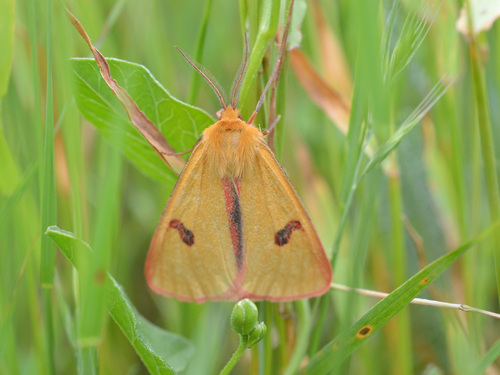 Clouded Buff photo 2