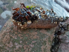 Athyonidium chilensis