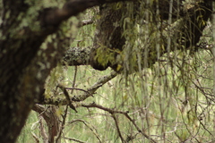 Aporocactus flagelliformis
