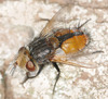 Gonia vacua - Photo (c) wp-polzin, some rights reserved (CC BY-NC)
