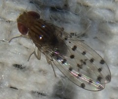 Drosophila guttifera