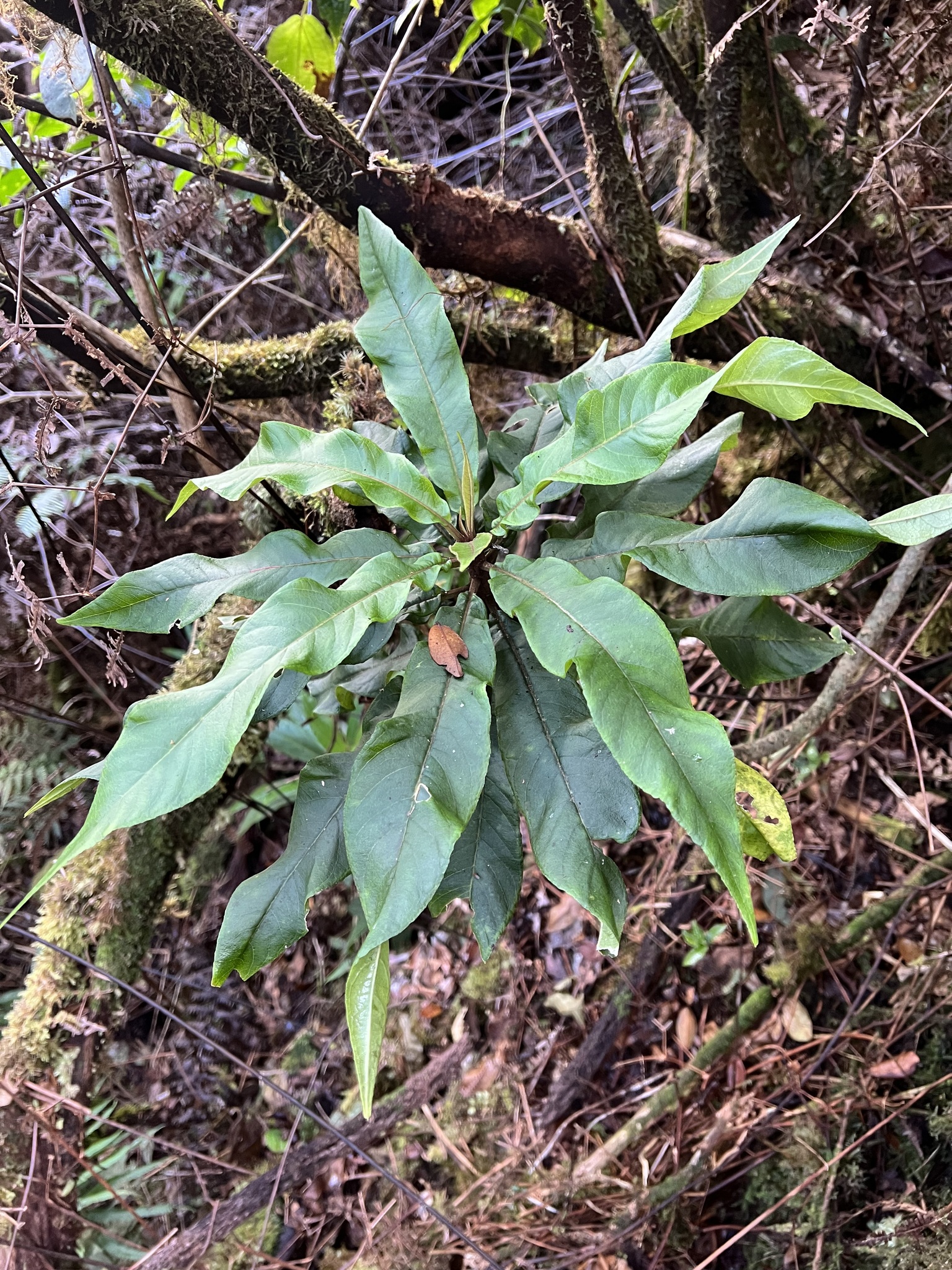 Cyanea undulata