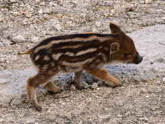 Wild Boar photo 4