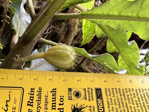 Cyanea undulata observed 2022-09-08