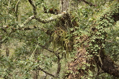 Aporocactus flagelliformis