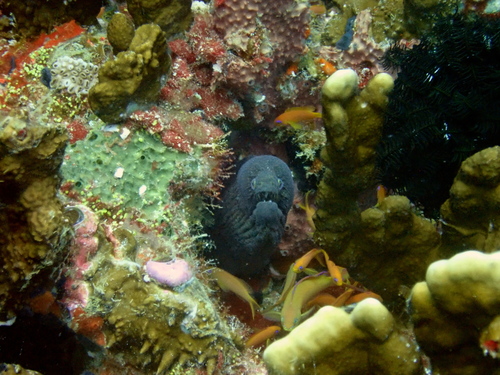 Giant Moray — seen at this dive site
