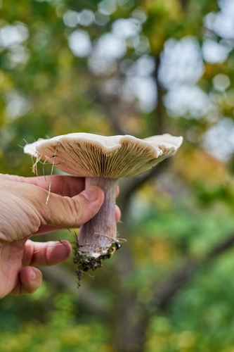 Pôvabnica dvojfarebná (Collybia personata)
