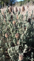 Lavandula