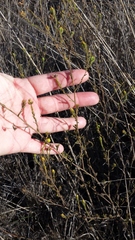 Hemizonia congesta lutescens