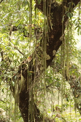 Aporocactus flagelliformis