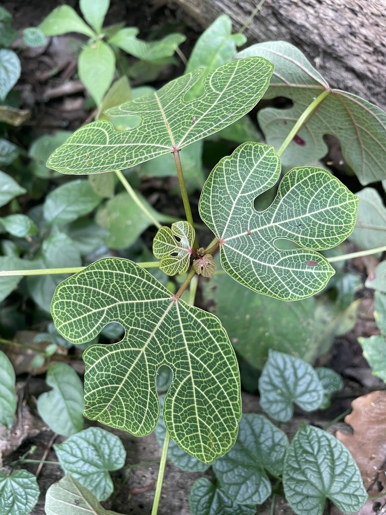Cylicomorpha parviflora