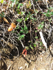 Monardella macrantha macrantha