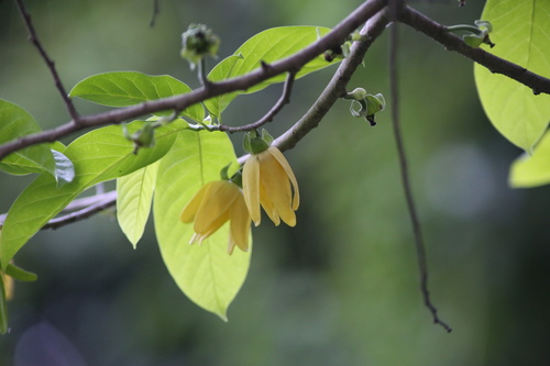 Lettowianthus stellatus image