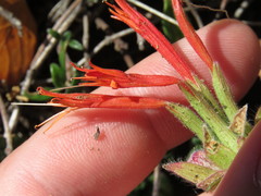 Monardella macrantha macrantha