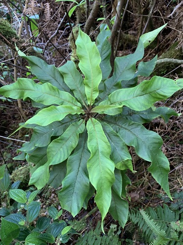 Cyanea undulata observed 2021-10-20