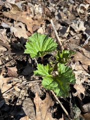 Arnoglossum reniforme