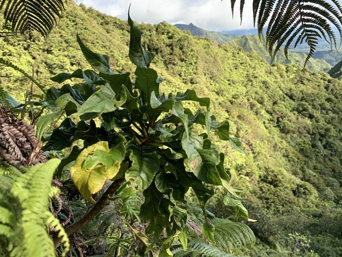 Cyanea undulata observed 2019-11-14