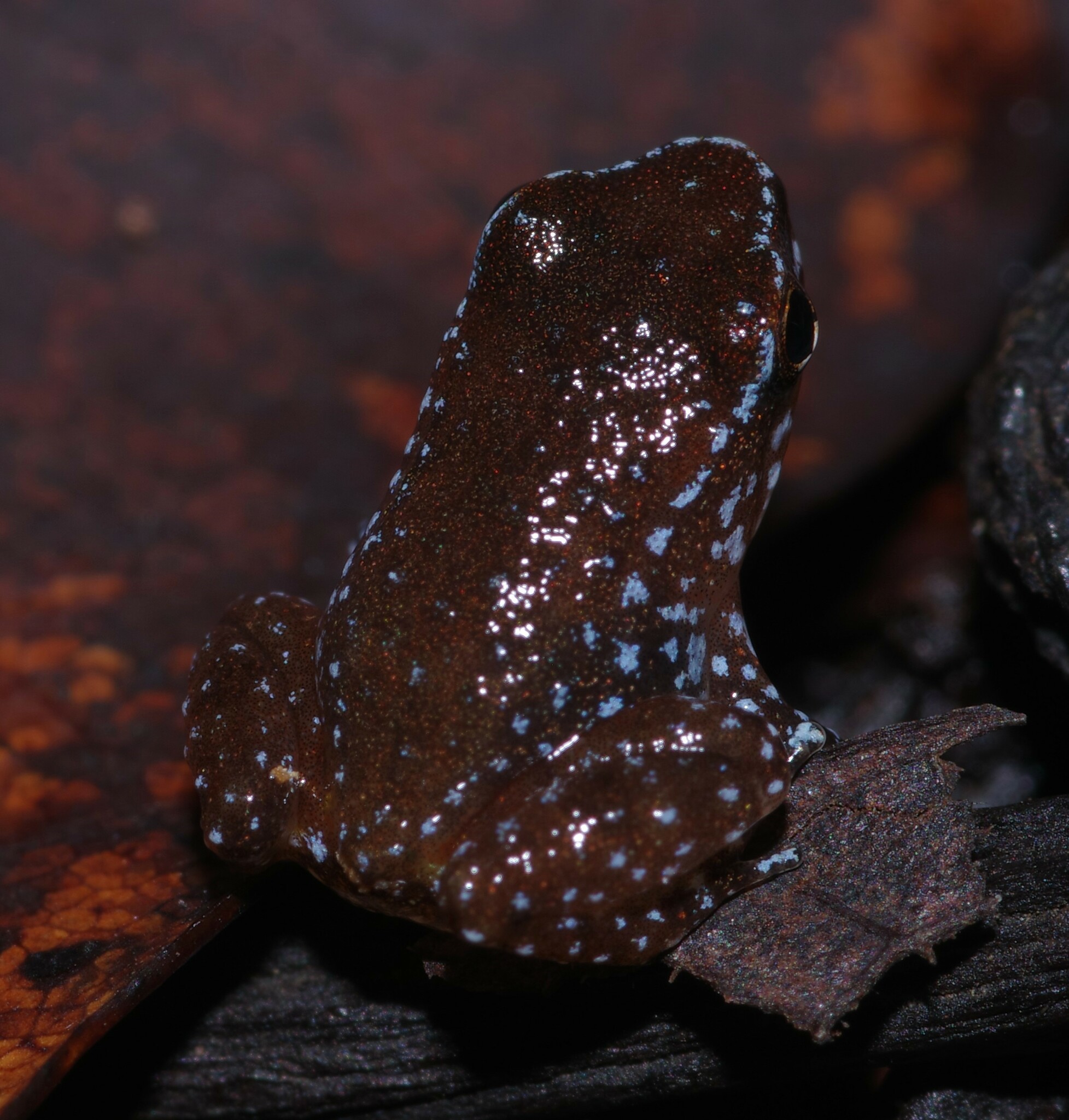 Anomaloglossus baeobatrachus (Boistel & Massary, 1999)