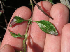 Monardella macrantha macrantha