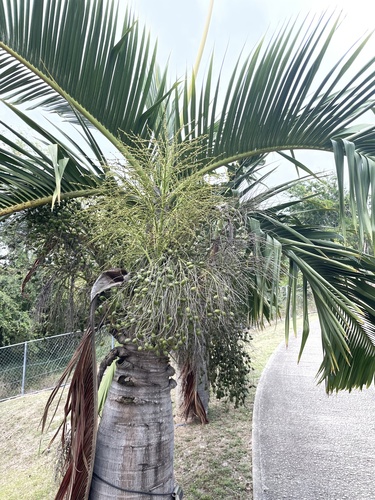 Foto de Palmeira-garrafa