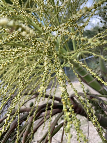 Foto de Palmeira-garrafa