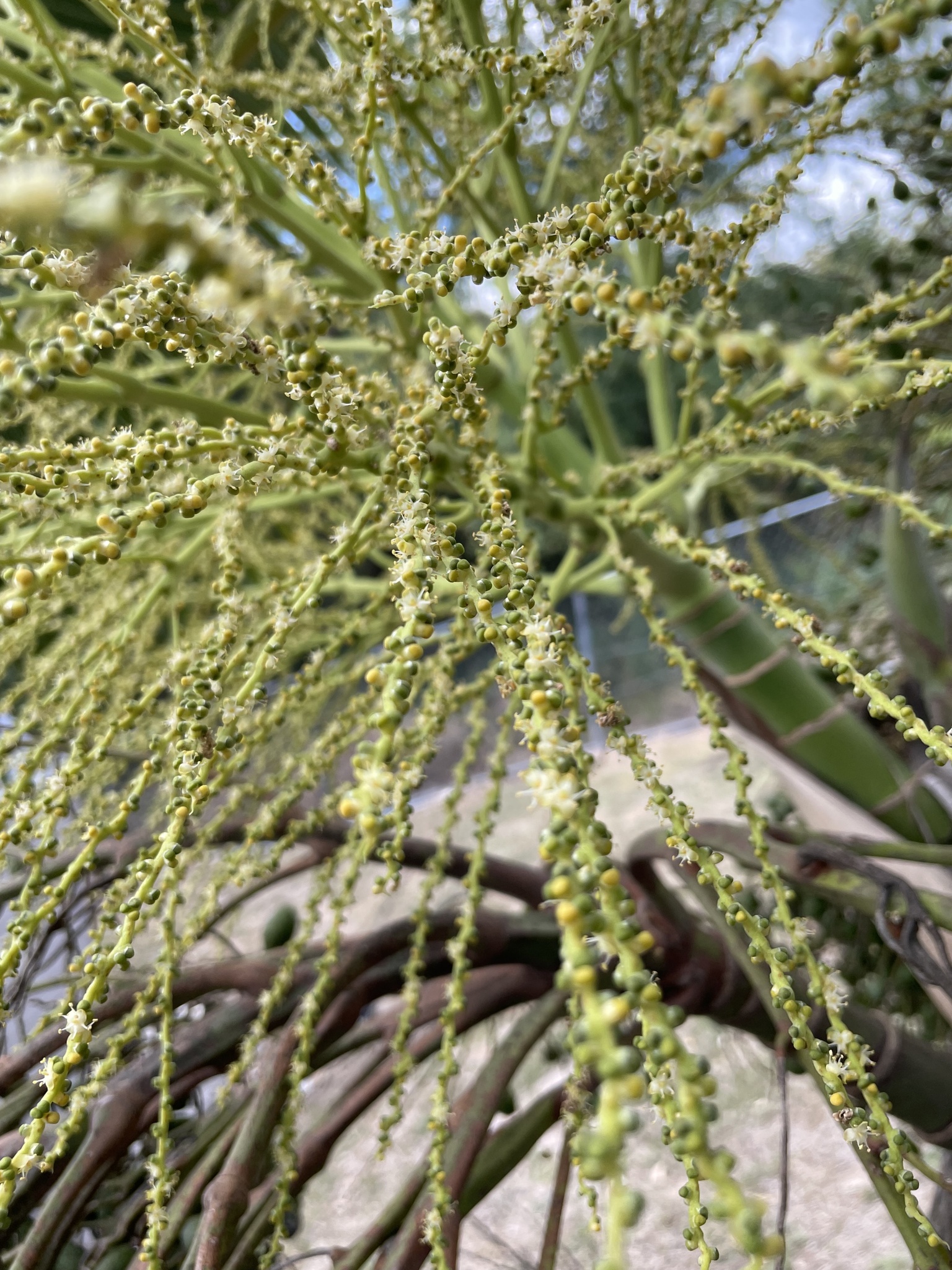 Imagem de Palmeira-garrafa