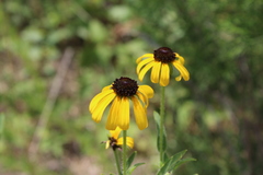 Rudbeckia missouriensis