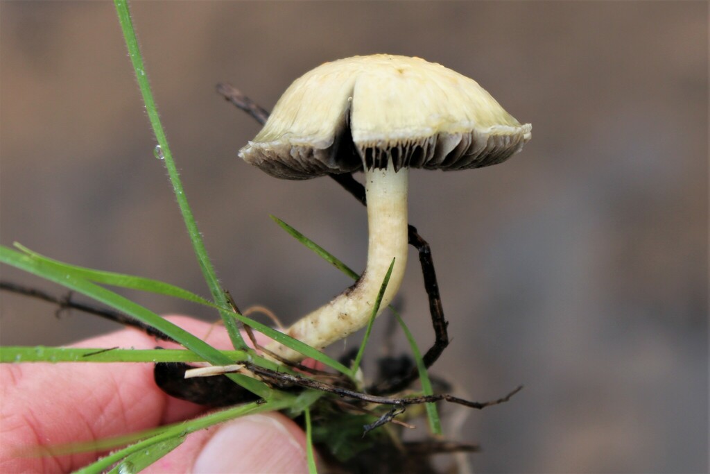 Mulch Maids from Novato, CA 94949, United States on February 27, 2023