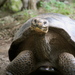 San Cristóbal Giant Tortoise - Photo (c) Jenn Megyesi, some rights reserved (CC BY-NC), uploaded by Jenn Megyesi