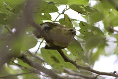 Camarhynchus parvulus