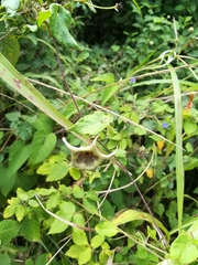 Dictyanthus ceratopetalus