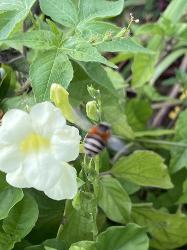 Anthophora eustatiensis