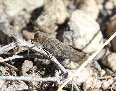 Circotettix undulatus