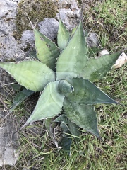 Agave gentryi