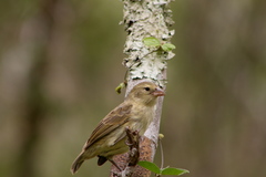 Camarhynchus pallidus