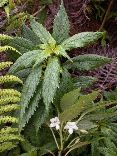 Molokai cyrtandra (Cyrtandra biserrata)