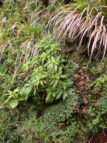 Cyrtandra biserrata observed 2004-04-29
