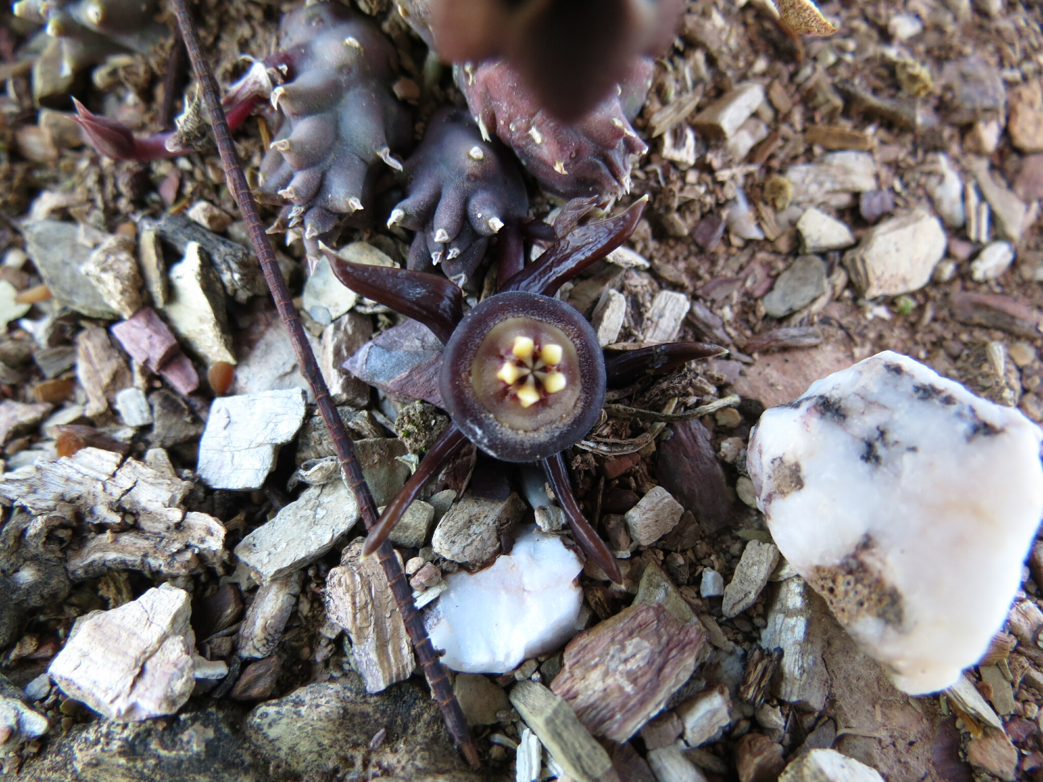 Stapelia reclinata Masson 3