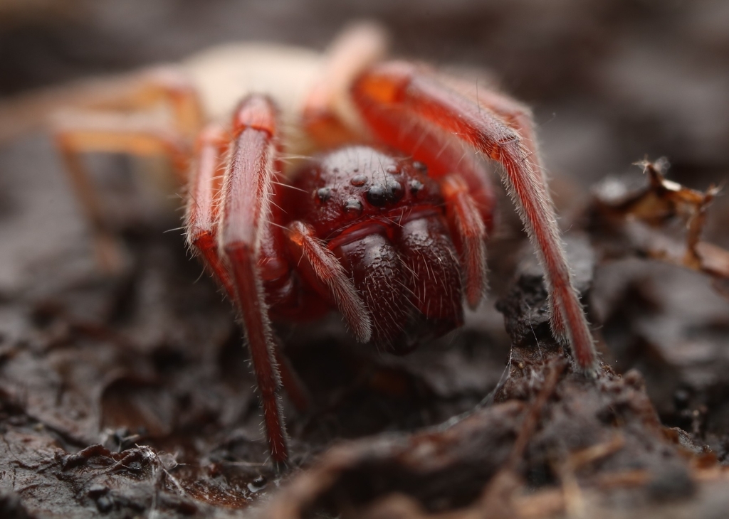 Broad faced sac spider from patuxent research refuge on february 5